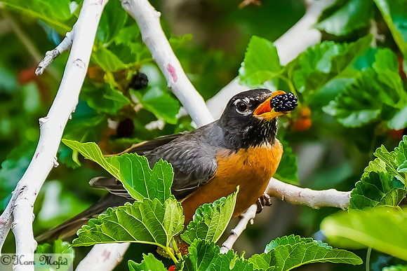 American Robin