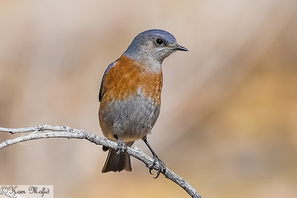 Western Bluebird
