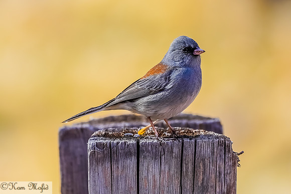 Dark-eyed Junco