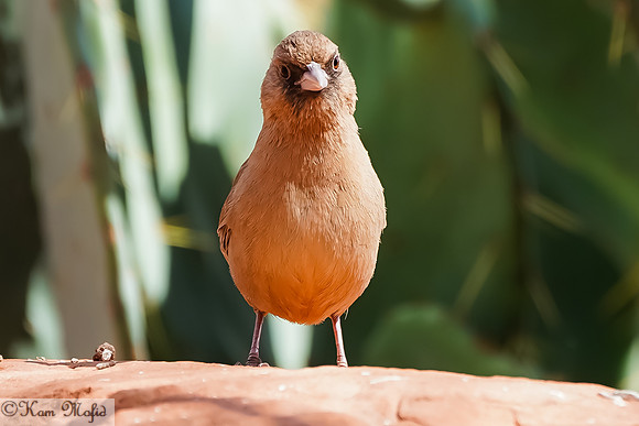Abert's Towhee
