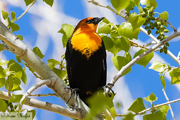 Yellow-headed Blackbird