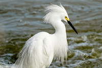 Snowy Egret