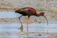 White-faced Ibis