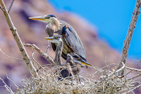 Great Blue Herons