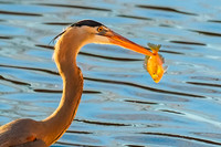 Great Blue Heron with Fish