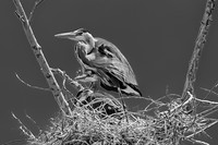 Great Blue Herons