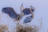 Great Blue Herons