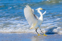 Snowy Egret