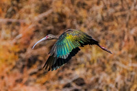 White-faced Ibis