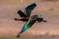 White-Faced Ibis