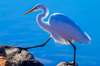 Great Egret