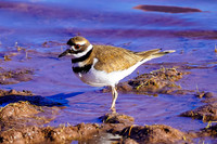 Shorebirds