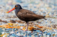 Black Oystercatcher