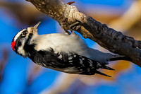 Tree-clinging Birds