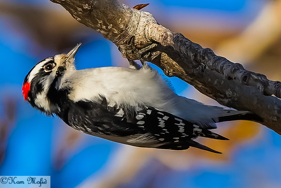 Downy Woodpecker