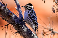 Ladder-backed Woodpecker
