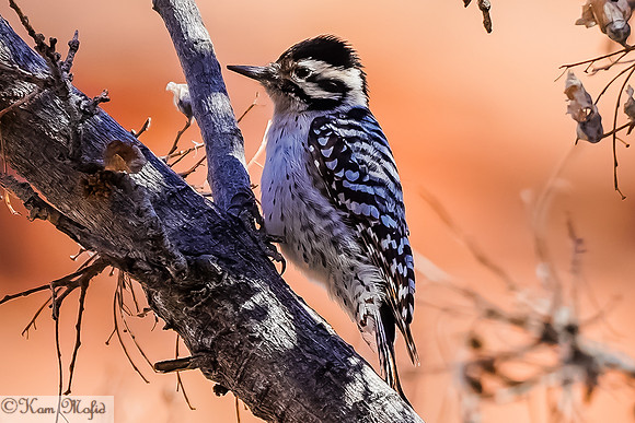 Ladder-backed Woodpecker