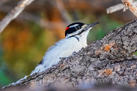 Downy Woodpecker