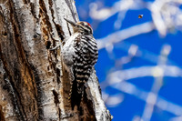 Ladder-backed Woodpecker