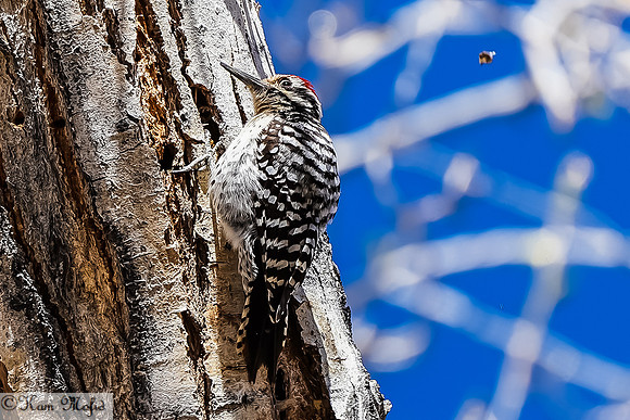 Ladder-backed Woodpecker