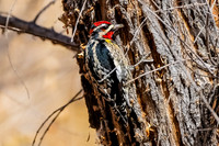 Yellow-bellied Sapsucker