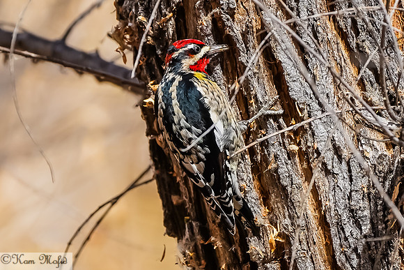 Yellow-bellied Sapsucker