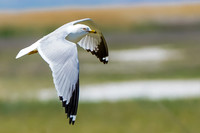 Ring-billed Gull