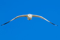 Ring-billed Gull