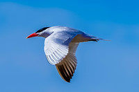 Caspian Tern