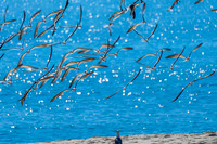 Seagull with Black Skimmers