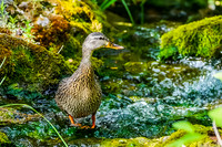 Mallard (female)
