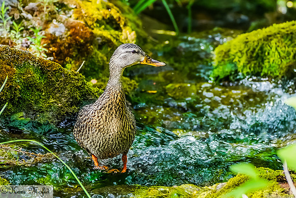 Mallard (female)