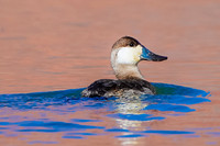 Ruddy Duck