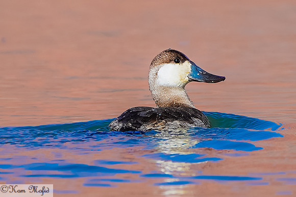 Ruddy Duck