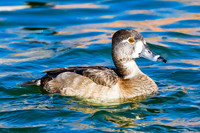 Ring-necked Duck (female)