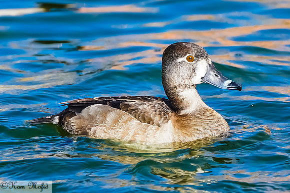 Ring-necked Duck (female)