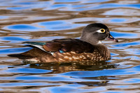 Wood Duck (female)