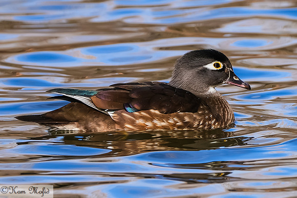 Wood Duck (female)