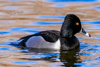 Ring-necked Duck