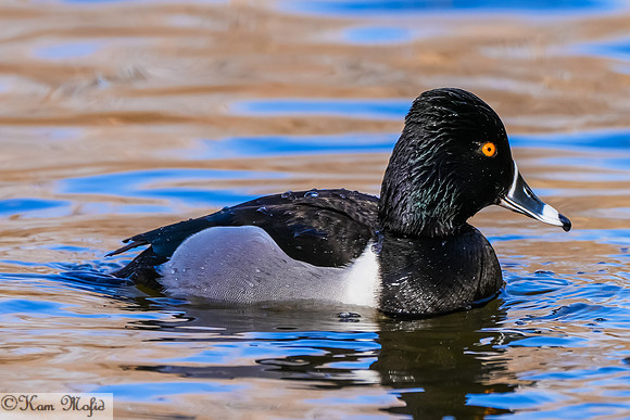 Ring-necked Duck