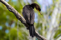 Double-crested Cormorant