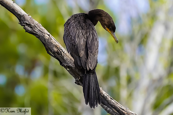 Double-crested Cormorant