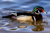 Wood Duck