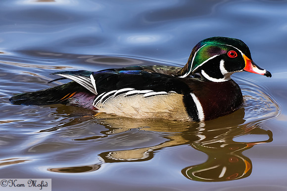 Wood Duck
