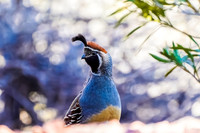 Gambel's Quail