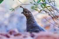 Gambel's Quail (female)