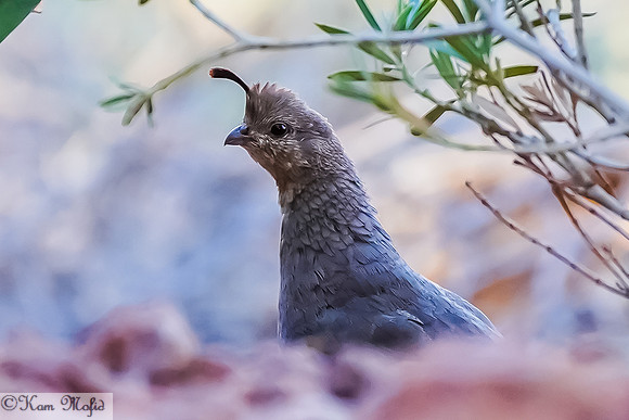 Gambel's Quail (female)