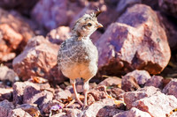 Gambel's Quail (fledgling)