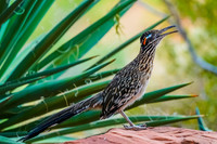 Greater Roadrunner