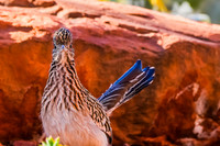 Greater Roadrunner